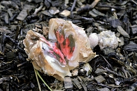 inktviszwam (Clathrus algeri) 11-2019 0374